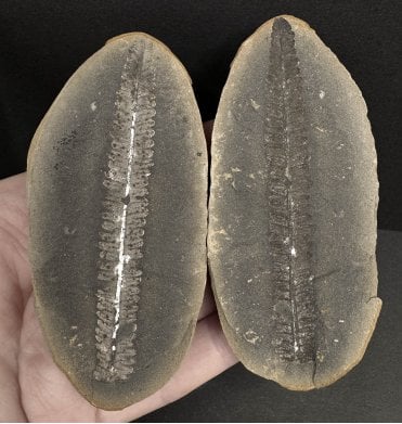 Carboniferous Fern Leaf in a Pebble from Illinois, USA (SKU OF3200):- Crenulopteris acadica
