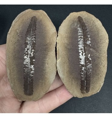 Carboniferous Fern Leaf in a Pebble from Illinois, USA (SKU OF3202):- Crenulopteris acadica
