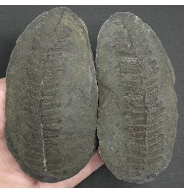 Carboniferous Fern Leaf in a Pebble from Illinois, USA (SKU OF3604):- Laveineopteris rarinervis