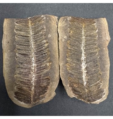 Carboniferous Fern Leaf in a Pebble from Illinois, USA (SKU OF3653):- Crenulopteris cf. acadica