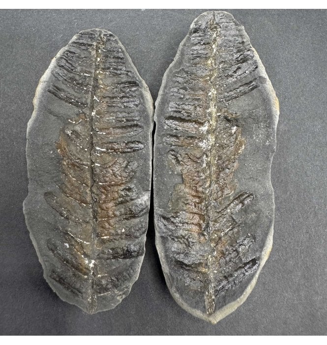 Carboniferous Fern Leaf in a Pebble from Illinois, USA (SKU OF3660):- Laveineopteris rarinervis