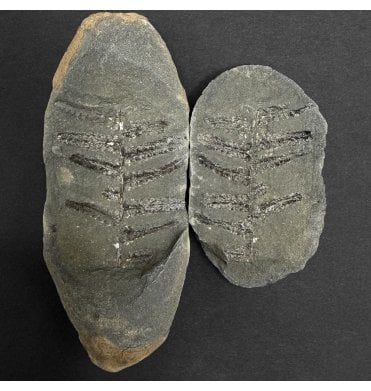 Carboniferous Fern Leaf in a Pebble from Illinois, USA (SKU OF3931):- Laveineopteris rarinervis