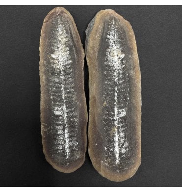 Carboniferous Fern Leaf in a Pebble from Illinois, USA (SKU OF3933):- Crenulopteris cf. acadica