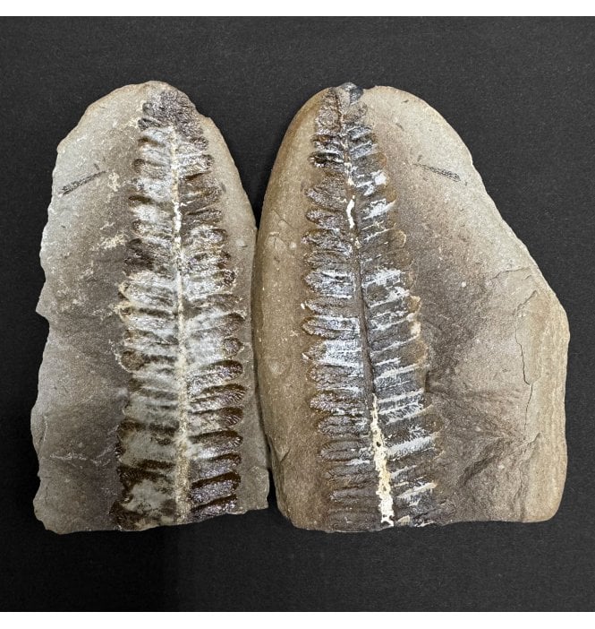 Carboniferous Fern Leaf in a Pebble from Illinois, USA (SKU OF3935):- Crenulopteris cf. acadica