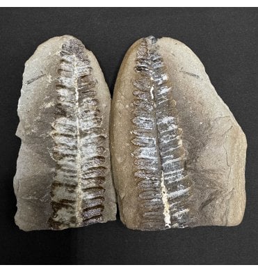 Carboniferous Fern Leaf in a Pebble from Illinois, USA (SKU OF3935):- Crenulopteris cf. acadica