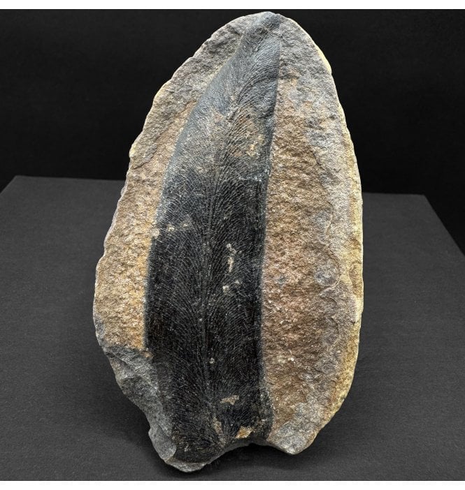 Carboniferous Fern Leaf in a Pebble from Illinois, USA (SKU OF3989):- Macroneuropteris scheuchzerii