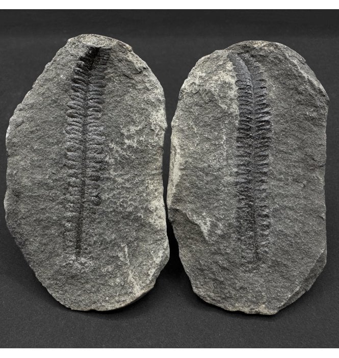 Carboniferous Fern Leaf in a Pebble from Illinois, USA (SKU OF4115):- Diplazites unita