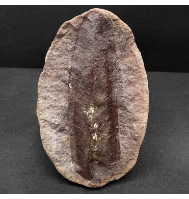 Carboniferous Fern Leaf in a Pebble from Illinois, USA (SKU OF4119):- Macroneuropteris scheuchzeri