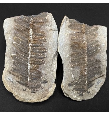 Carboniferous Fern Leaf in a Pebble from Illinois, USA (SKU OF4299):- Crenulopteris cf. acadica