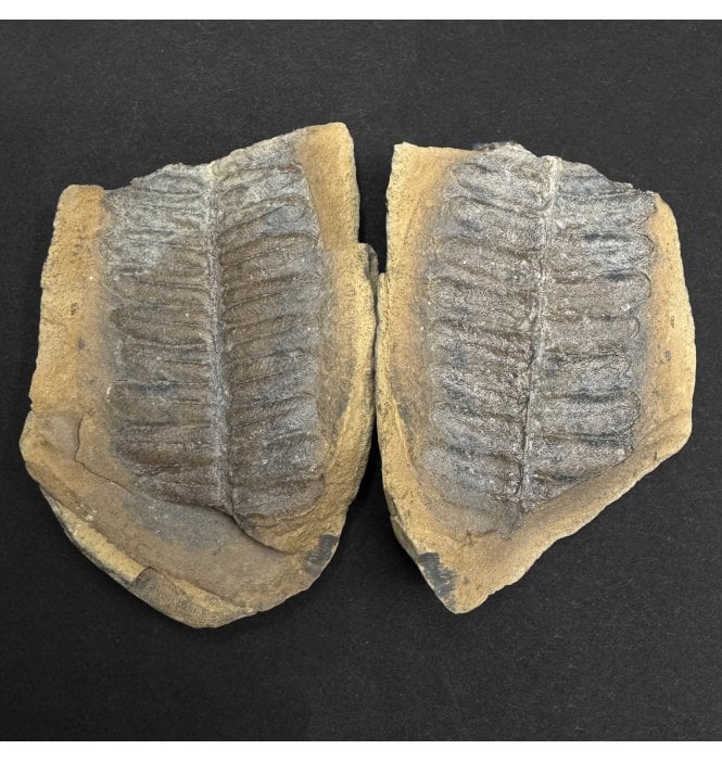 Carboniferous Fern Leaves from Mazon Creek, USA (SKU OF4417):- Pecopteris sp.