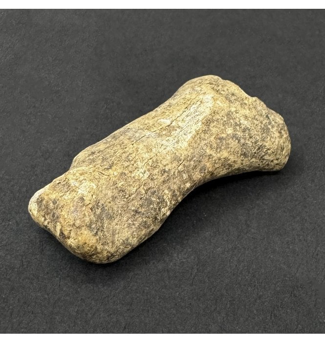 Cave Bear Toe Bone (SKU V9316):- Ursus spelaeus