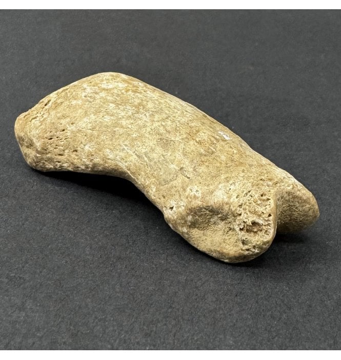 Cave Bear Toe Bone (SKU V9317):- Ursus spelaeus