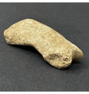 Cave Bear Toe Bone (SKU V9317):- Ursus spelaeus