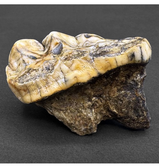 Cave Bear Tooth (SKU V8231)