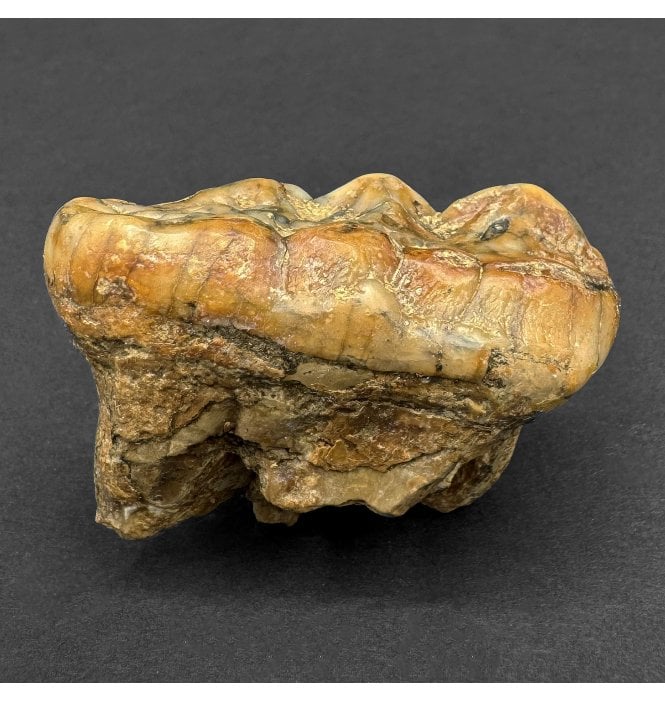 Cave Bear Tooth (SKU V8237)