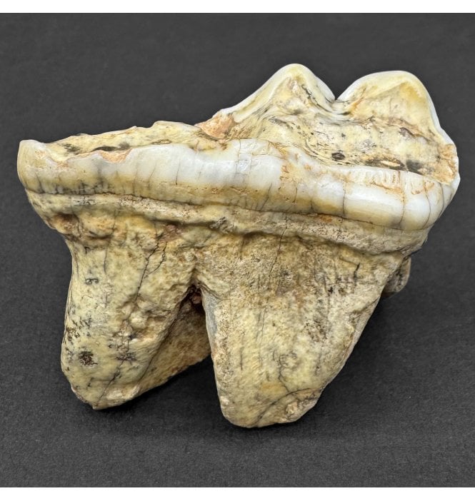 Cave Bear Tooth (SKU V8688)