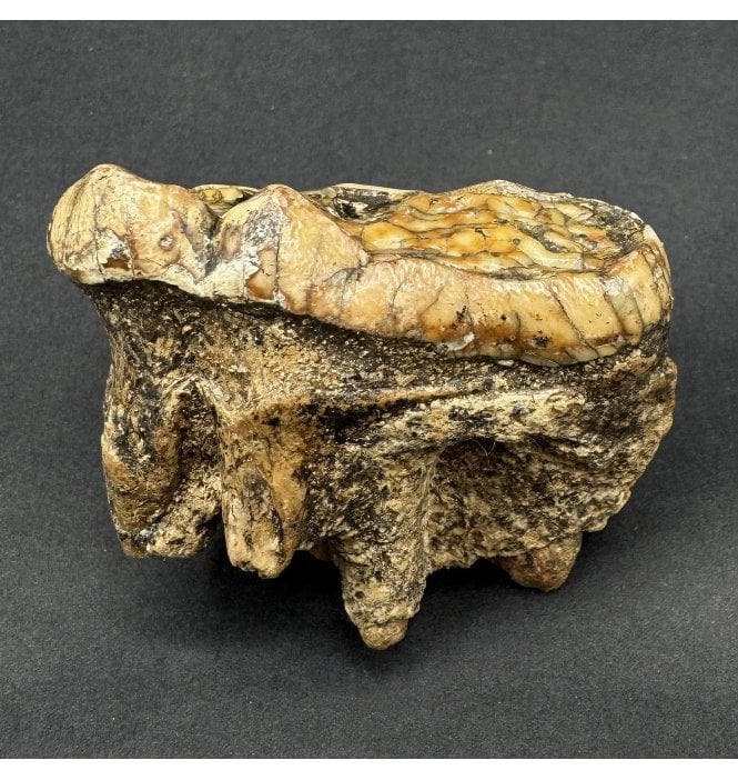 Cave Bear Tooth (SKU V8691)