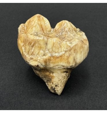 Cave Bear Tooth (SKU V9304):- Ursus spelaeus