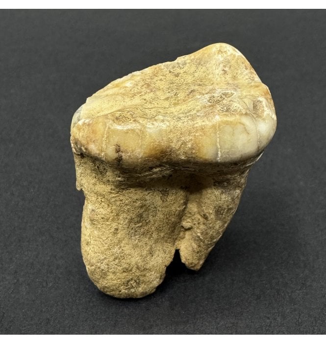 Cave Bear Tooth (SKU V9305):- Ursus spelaeus