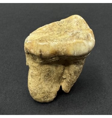 Cave Bear Tooth (SKU V9305):- Ursus spelaeus