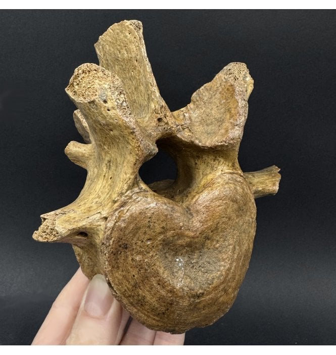 Cave Bear Vertebra from Pleistocene Period of Romania (SKU V9117):- Ursus spelaeus