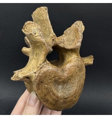 Cave Bear Vertebra from Pleistocene Period of Romania (SKU V9117):- Ursus spelaeus