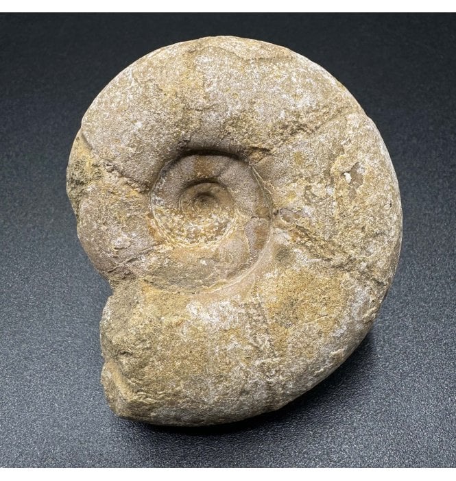 Cenomanian, Cretaceous Ammonite from Madagascar (SKU A3471):- Puzosia compressa