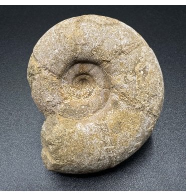 Cenomanian, Cretaceous Ammonite from Madagascar (SKU A3471):- Puzosia compressa