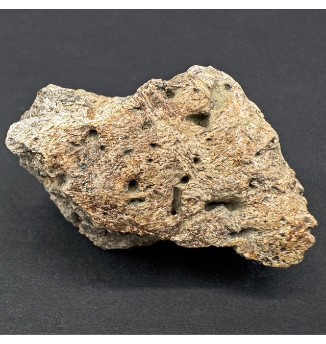 Ceratopsian (Triceratops) Frill Fragment from South Dakota, USA (SKU V8087):- Triceratops horridus