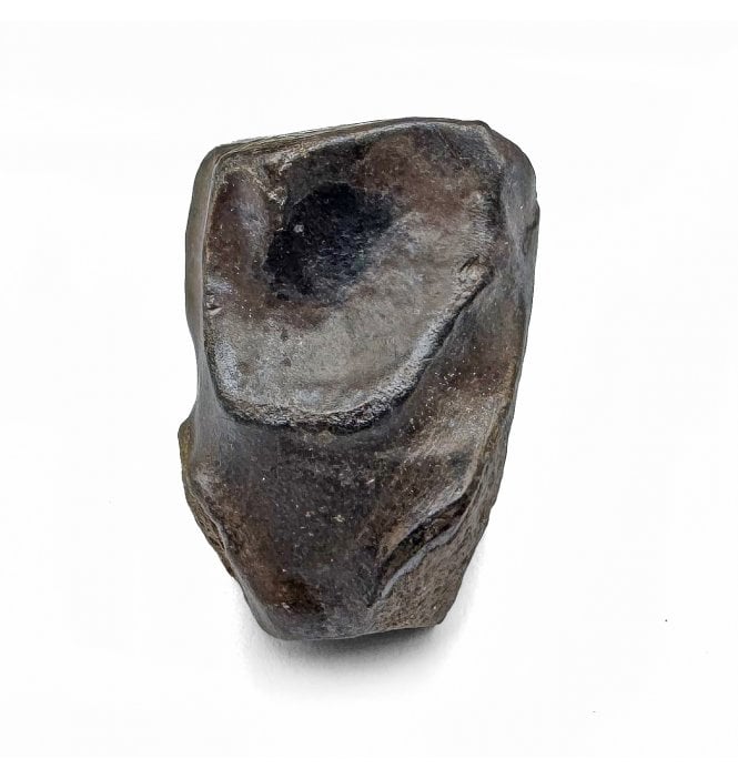 Ceratopsian (Triceratops) Tooth from South Dakota, USA (SKU V7236):- Triceratops horridus