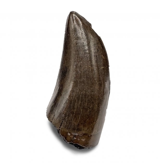 Chunky 2.25 inch, Cretaceous Theropod Dinosaur (Tyrannosaurus) Tooth from the Hell Creek Formation, Montana, USA (SKU V7521):- Tyrannosaurus Rex