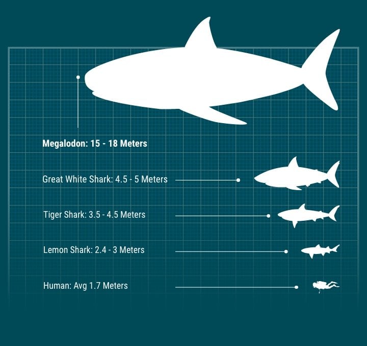 What Is A Megalodon Facts About The Prehistoric Shark