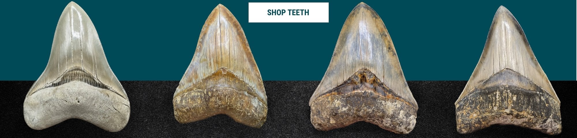 Authentic Megalodon fossil teeth for sale at Fossils UK.