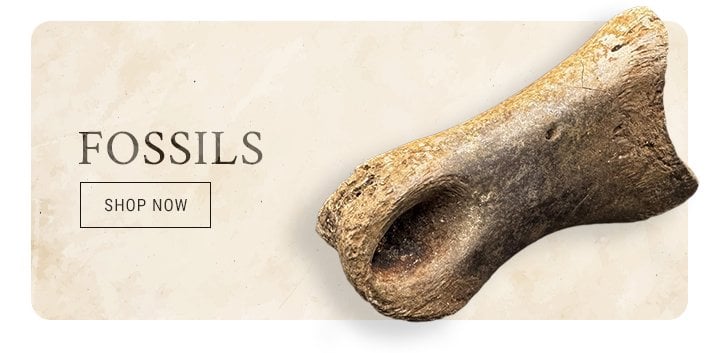Fossils UK