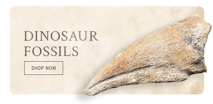 Fossils UK Dinosaur fossils
