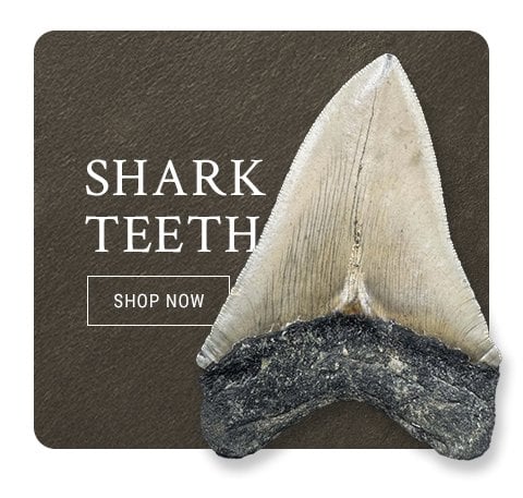 Fossils UK shark teeth