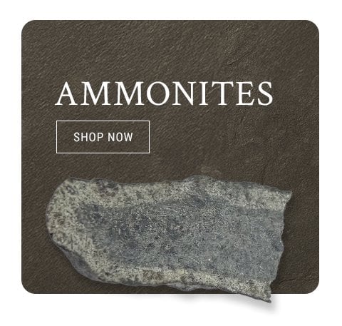 Fossils UK ammonites
