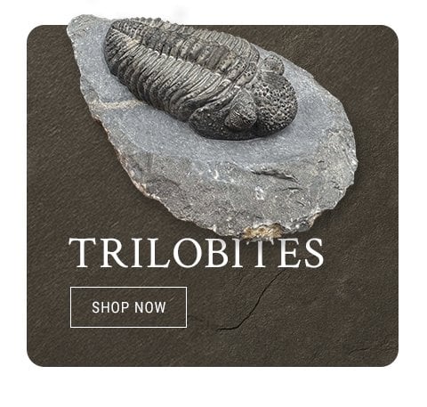 Fossils UK Black Friday Sale 15% off trilobites