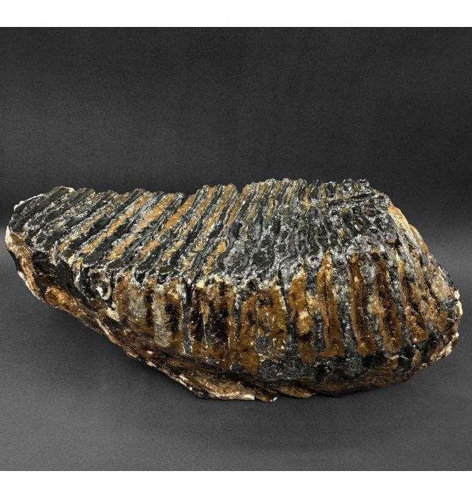 Complete Adult Woolly Mammoth Tooth from the North Sea (SKU V9241):- Mammuthus primigenius
