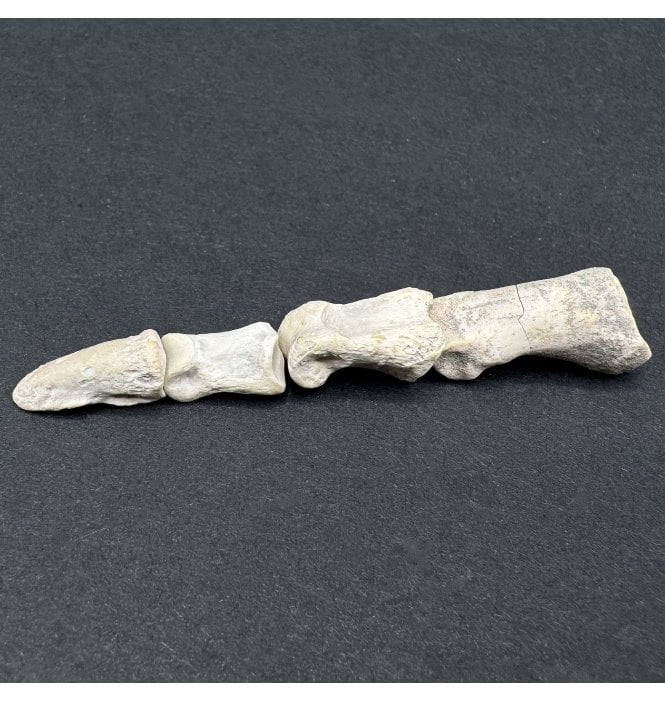 Complete Mammal Toe from the Early Oligocene, South Dakota, USA (SKU V7447)