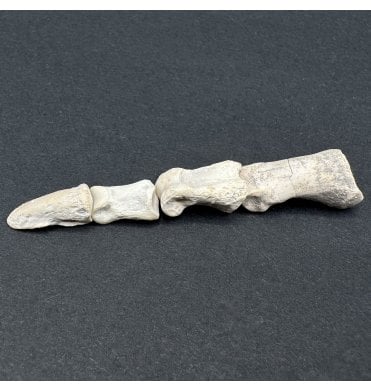 Complete Mammal Toe from the Early Oligocene, South Dakota, USA (SKU V7447)