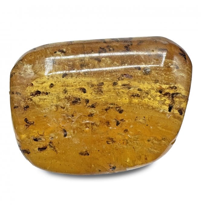 Copal with Insect Inclusions from Madagascar (SKU OF3376):- Fungus Gnat - Nematocera