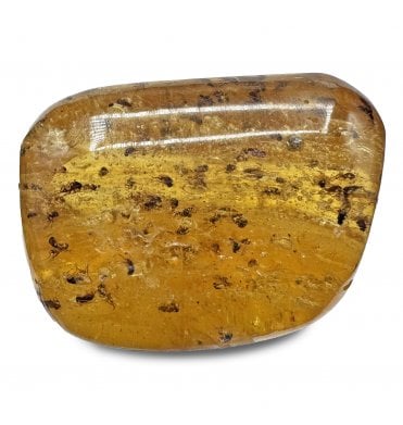 Copal with Insect Inclusions from Madagascar (SKU OF3376):- Fungus Gnat - Nematocera