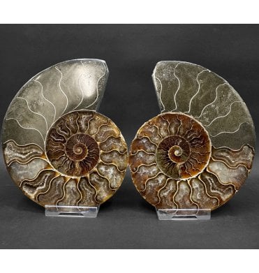 Cretaceous Ammonite Pair from Madagascar (SKU A4795):- Cleoniceras (Aioloceras) besairiei