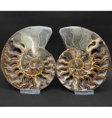 Cretaceous Ammonite Pair from Madagascar (SKU A4852):- Cleoniceras (Aioloceras) besairiei
