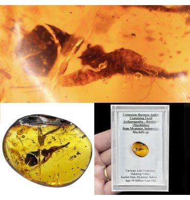 Cretaceous Burmese Amber Containing Fossil Archaeognatha - Bristletail (Machilidae) from Myanmar, Indonesia (SKU OF4135):- Machilis sp.
