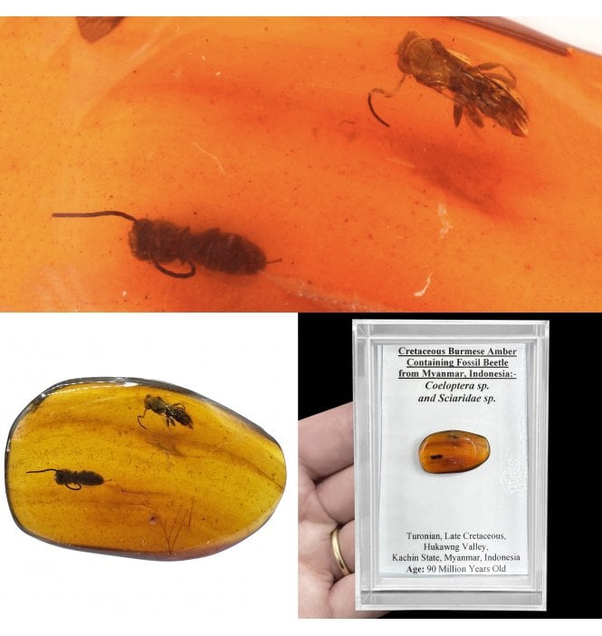 Insects in Amber | Fossils UK