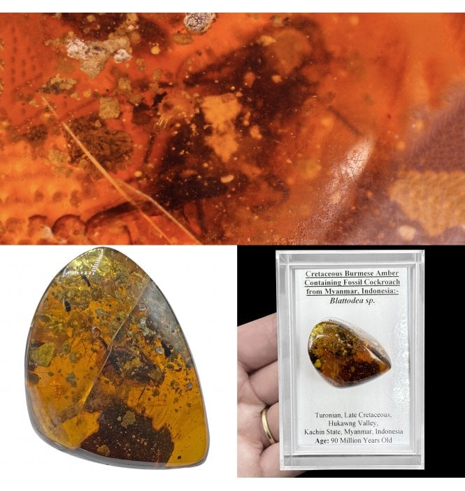 Cretaceous Burmese Amber Containing Fossil Cockroach from Myanmar, Indonesia (SKU OF4154):- Blattodea sp.