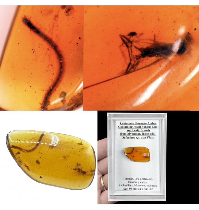 Cretaceous Burmese Amber Containing Fossil Fungus Gnat and Leafy Branch from Myanmar, Indonesia (SKU OF4140):- Sciaridae sp. and plant