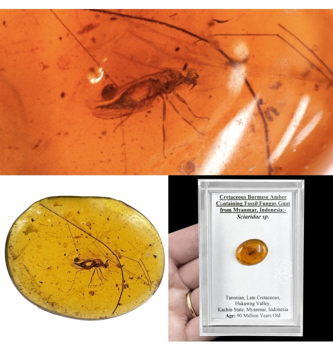 Insects in Amber | Fossils UK